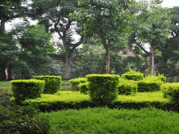 公司園林綠化修剪養(yǎng)護(hù)